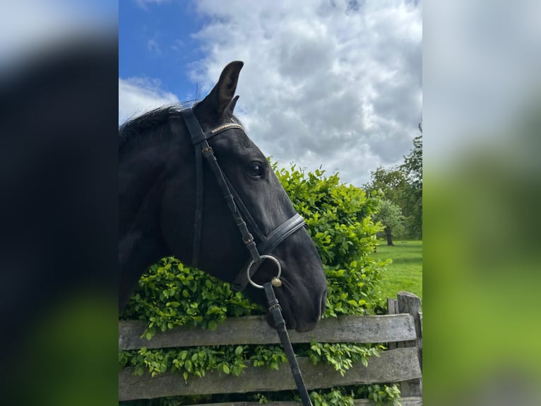 Ungarisches Sportpferd Wallach 5 Jahre 167 cm Rappe in Einbeck