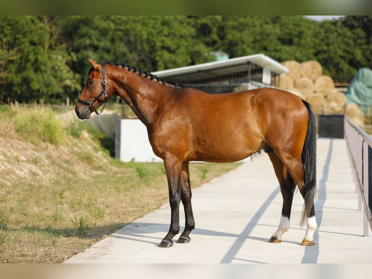 Ungarisches Sportpferd Wallach 5 Jahre 169 cm Brauner in Gyömrő