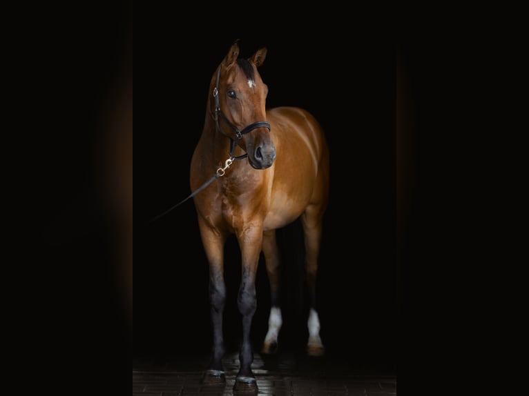 Ungarisches Sportpferd Wallach 5 Jahre 169 cm Brauner in Gyömrő