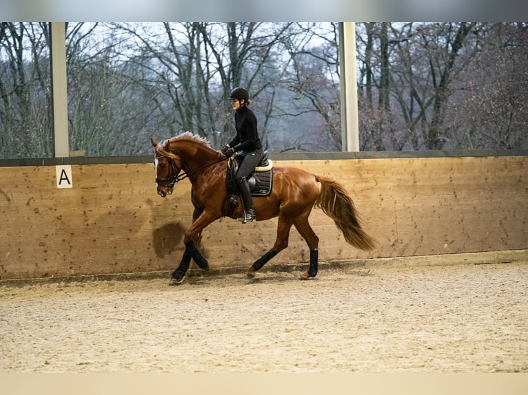 Ungarisches Sportpferd Wallach 5 Jahre 169 cm Fuchs in Wermelskirchen
