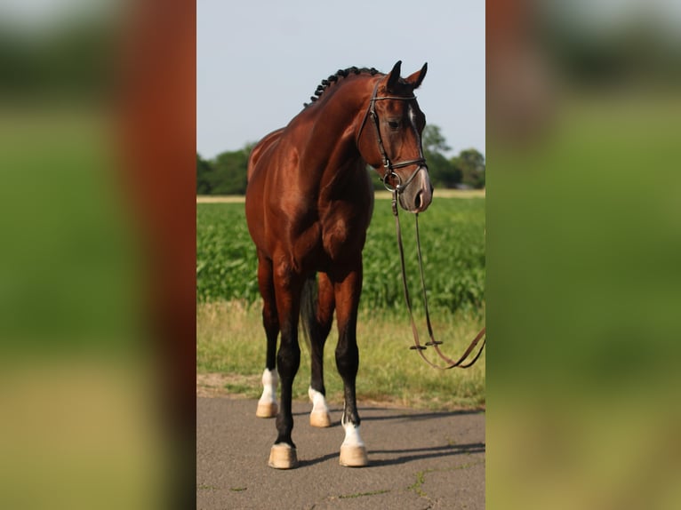 Ungarisches Sportpferd Wallach 5 Jahre 170 cm Brauner in Pusztaföldvár