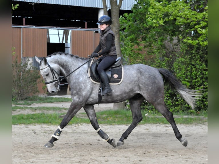 Ungarisches Sportpferd Wallach 5 Jahre 171 cm Schimmel in Schattendorf
