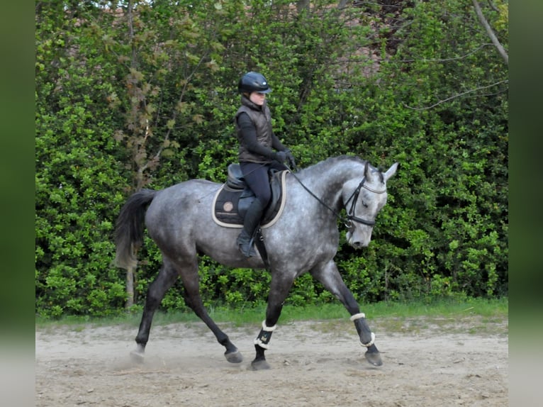 Ungarisches Sportpferd Wallach 5 Jahre 171 cm Schimmel in Schattendorf