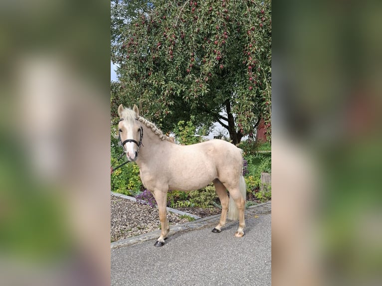 Ungarisches Sportpferd Mix Wallach 6 Jahre 115 cm Palomino in Gammelsdorf, Katharinazell