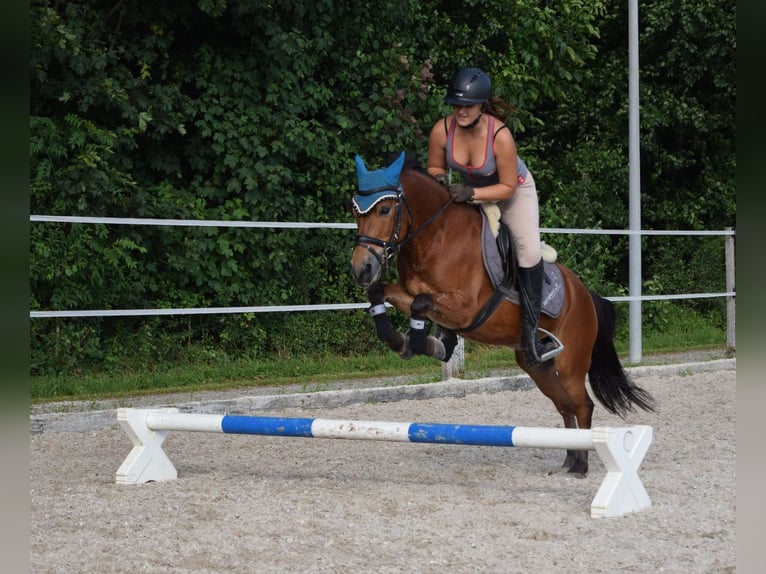 Ungarisches Sportpferd Mix Wallach 6 Jahre 130 cm Brauner in Weinfelden