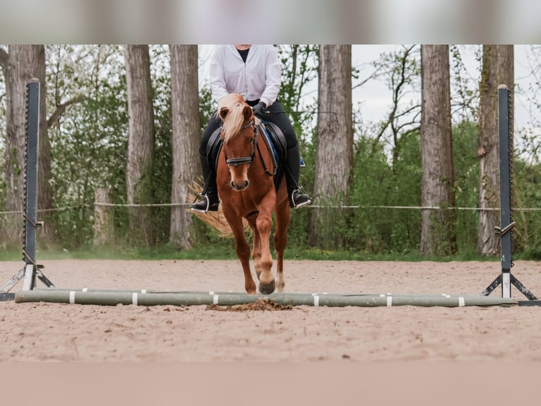Ungarisches Sportpferd Wallach 6 Jahre 147 cm Fuchs in Gera