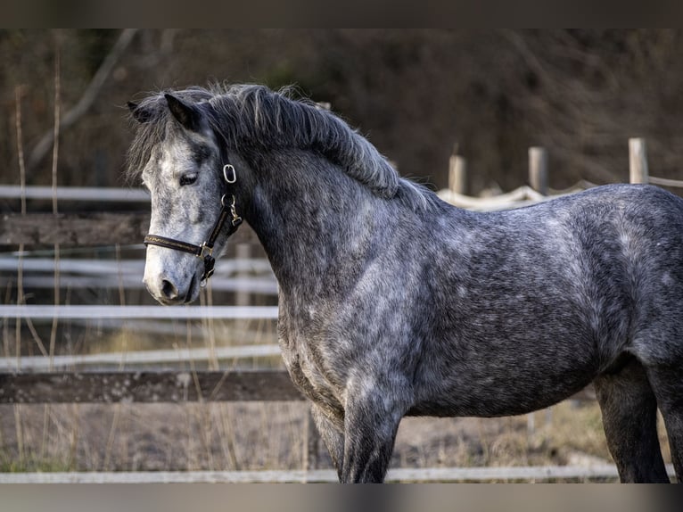 Ungarisches Sportpferd Wallach 6 Jahre 148 cm Schimmel in Pfaffen-Schwabenheim