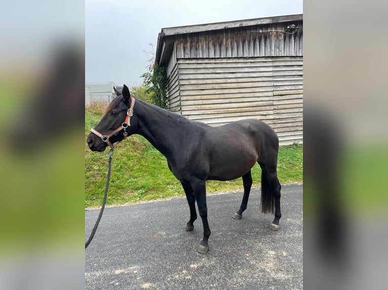 Ungarisches Sportpferd Wallach 6 Jahre 150 cm Rappe in Tr&#xF6;stau