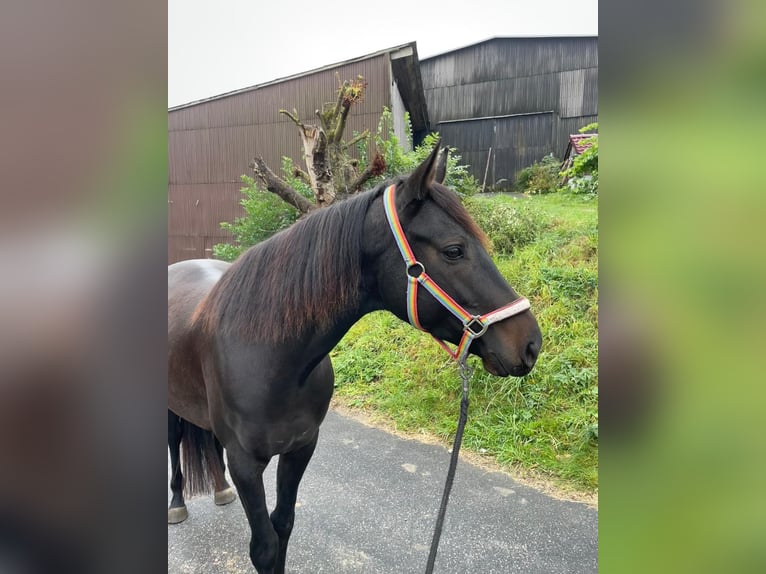 Ungarisches Sportpferd Wallach 6 Jahre 150 cm Rappe in Tr&#xF6;stau
