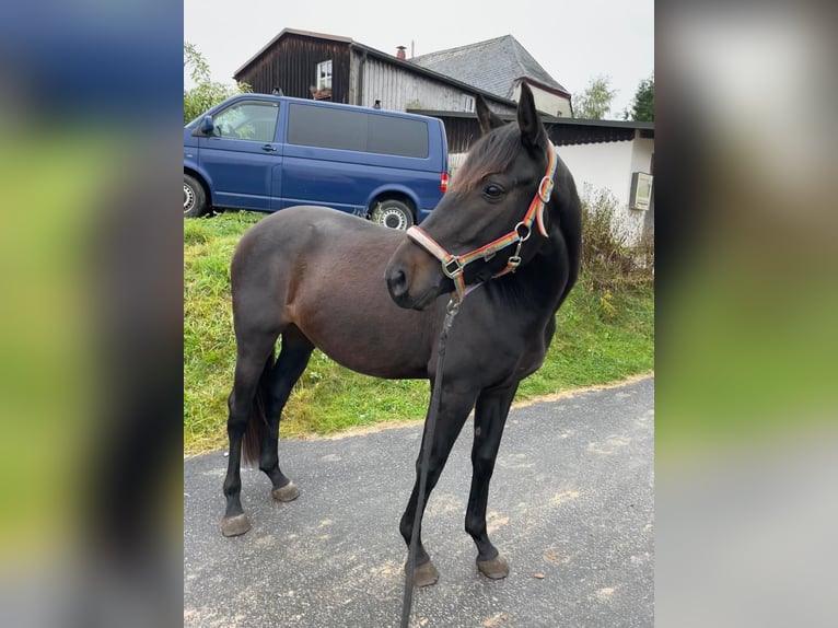 Ungarisches Sportpferd Wallach 6 Jahre 150 cm Rappe in Tr&#xF6;stau
