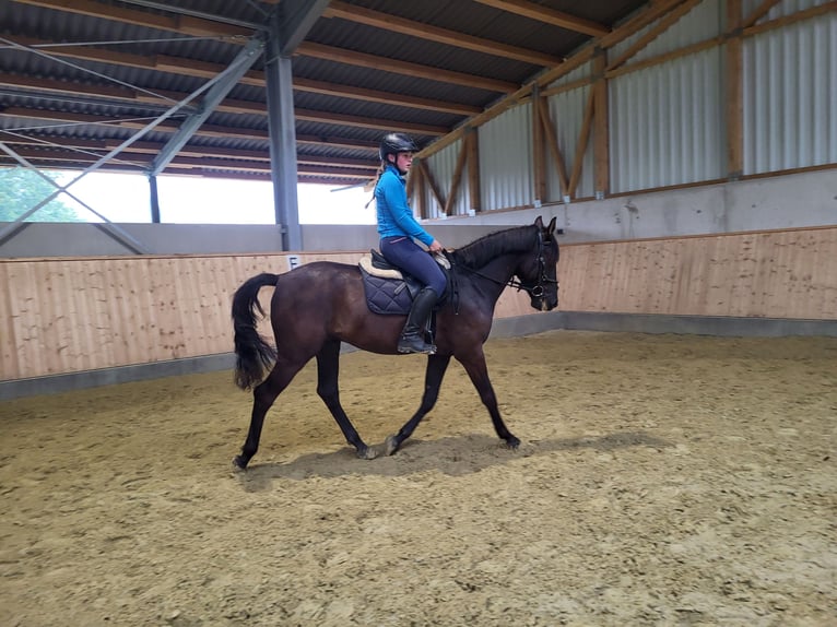 Ungarisches Sportpferd Wallach 6 Jahre 150 cm Rappe in Kürten