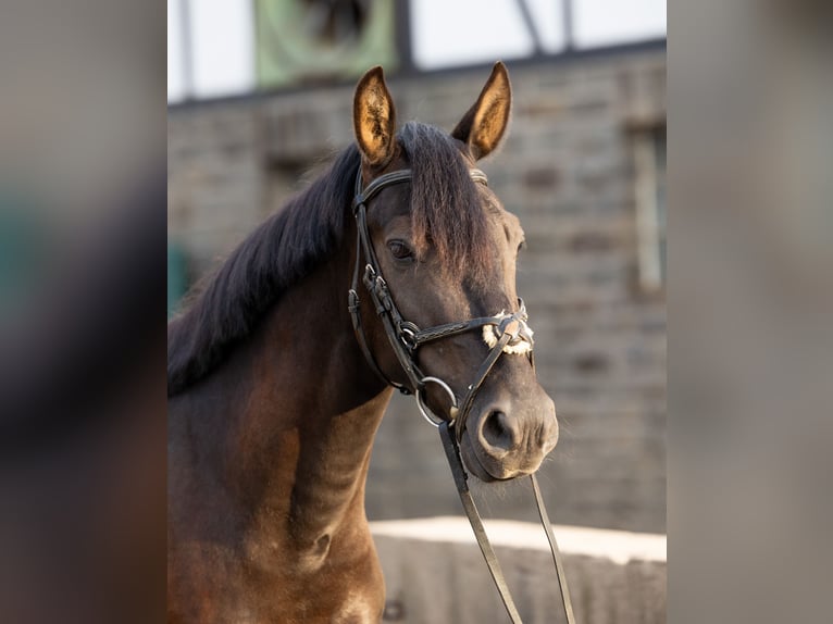 Ungarisches Sportpferd Wallach 6 Jahre 150 cm Rappe in Kürten