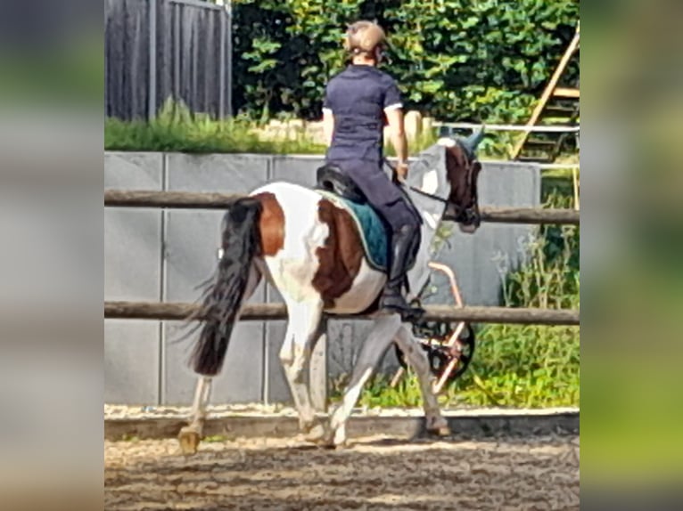 Ungarisches Sportpferd Wallach 6 Jahre 150 cm Schecke in Attenkirchen