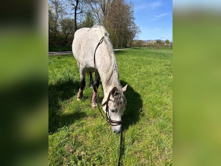Ungarisches Sportpferd Mix Wallach 6 Jahre 150 cm Schimmel in Frankfurt am Main