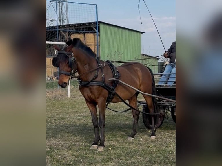 Ungarisches Sportpferd Wallach 6 Jahre 152 cm Rotbrauner in Tass