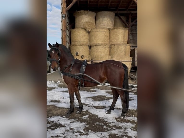 Ungarisches Sportpferd Wallach 6 Jahre 152 cm Rotbrauner in Tass