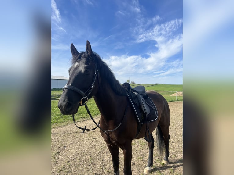 Ungarisches Sportpferd Wallach 6 Jahre 155 cm Rappe in Hollenstein