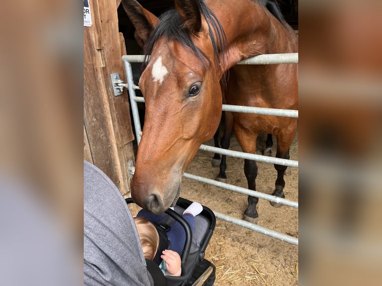 Ungarisches Sportpferd Wallach 6 Jahre 158 cm Brauner in Yspertal