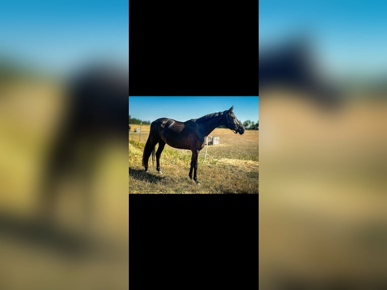 Ungarisches Sportpferd Wallach 6 Jahre 163 cm Rappe in Worms
