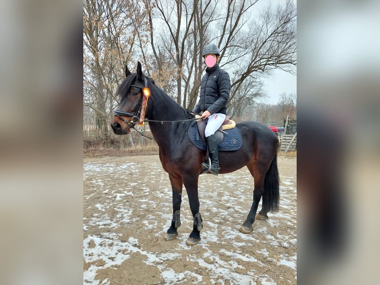 Ungarisches Sportpferd Wallach 6 Jahre 164 cm Dunkelbrauner in Tulln