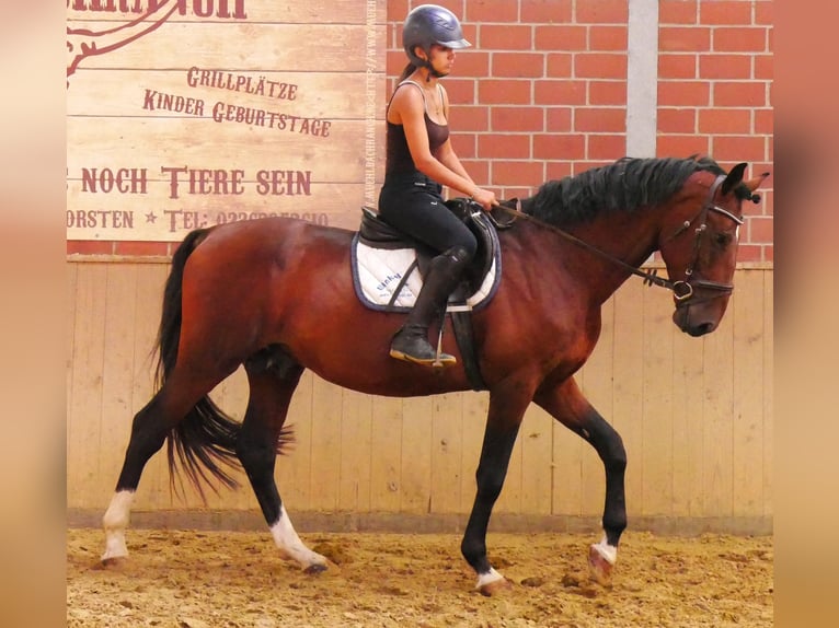 Ungarisches Sportpferd Wallach 6 Jahre 164 cm in Dorsten