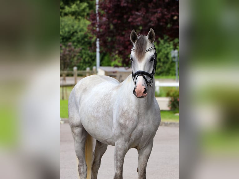 Ungarisches Sportpferd Wallach 6 Jahre 164 cm  in Schwäbisch Hall