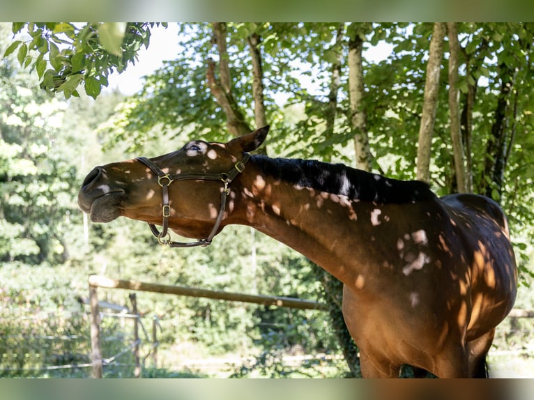 Ungarisches Sportpferd Wallach 6 Jahre 165 cm Brauner in Pittenhart