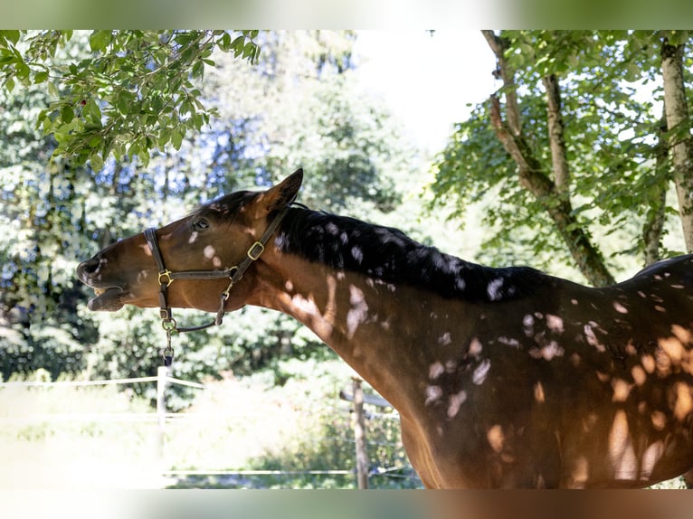 Ungarisches Sportpferd Wallach 6 Jahre 165 cm Brauner in Pittenhart