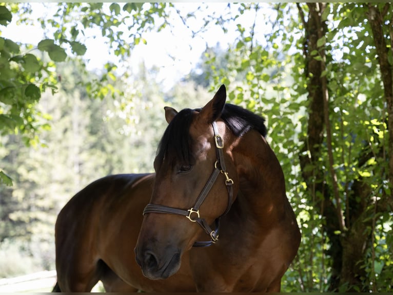 Ungarisches Sportpferd Wallach 6 Jahre 165 cm Brauner in Pittenhart