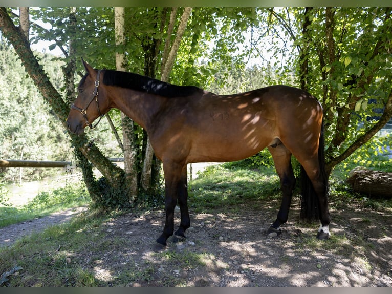 Ungarisches Sportpferd Wallach 6 Jahre 165 cm Brauner in Pittenhart