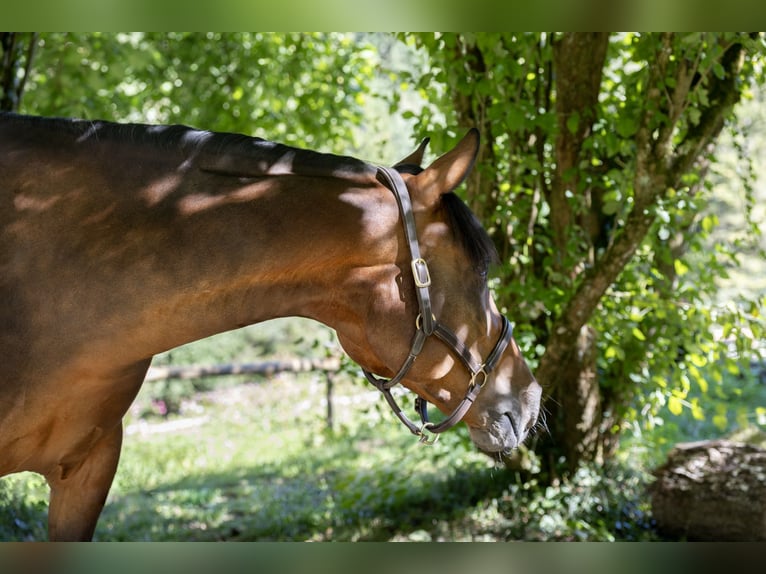 Ungarisches Sportpferd Wallach 6 Jahre 165 cm Brauner in Pittenhart
