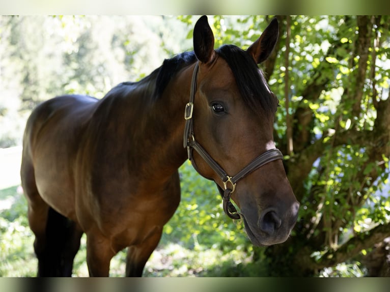 Ungarisches Sportpferd Wallach 6 Jahre 165 cm Brauner in Pittenhart