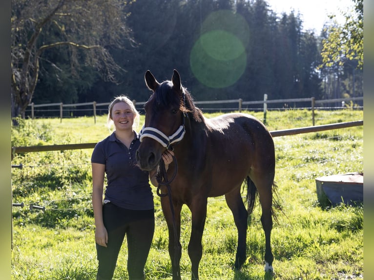 Ungarisches Sportpferd Wallach 6 Jahre 165 cm Dunkelbrauner in Pittenhart