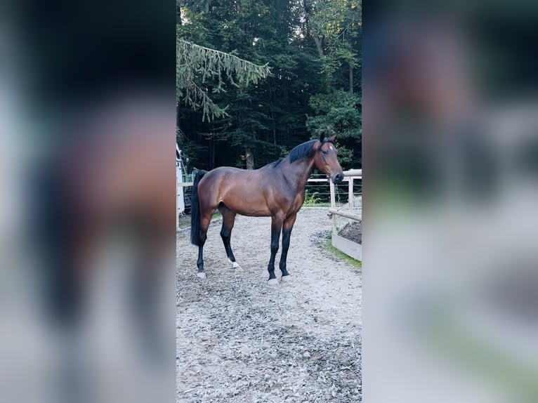 Ungarisches Sportpferd Wallach 6 Jahre 165 cm Dunkelbrauner in Pittenhart