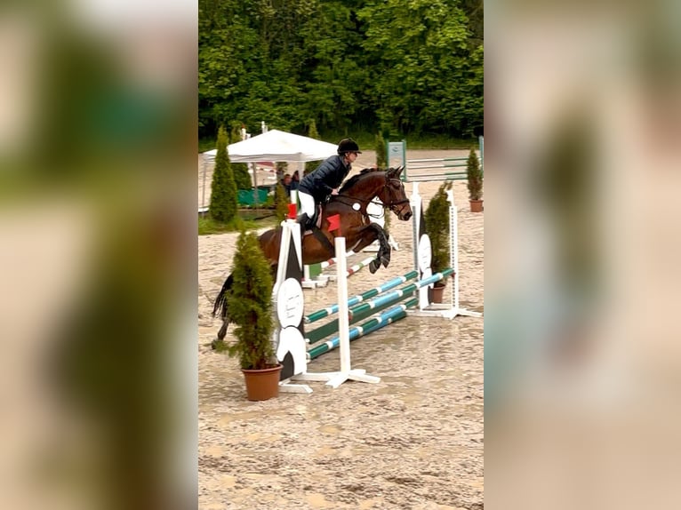 Ungarisches Sportpferd Wallach 6 Jahre 165 cm Dunkelbrauner in Pittenhart