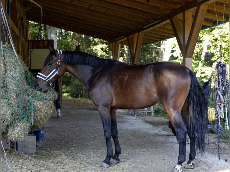 Ungarisches Sportpferd Wallach 6 Jahre 165 cm Dunkelbrauner in Pittenhart