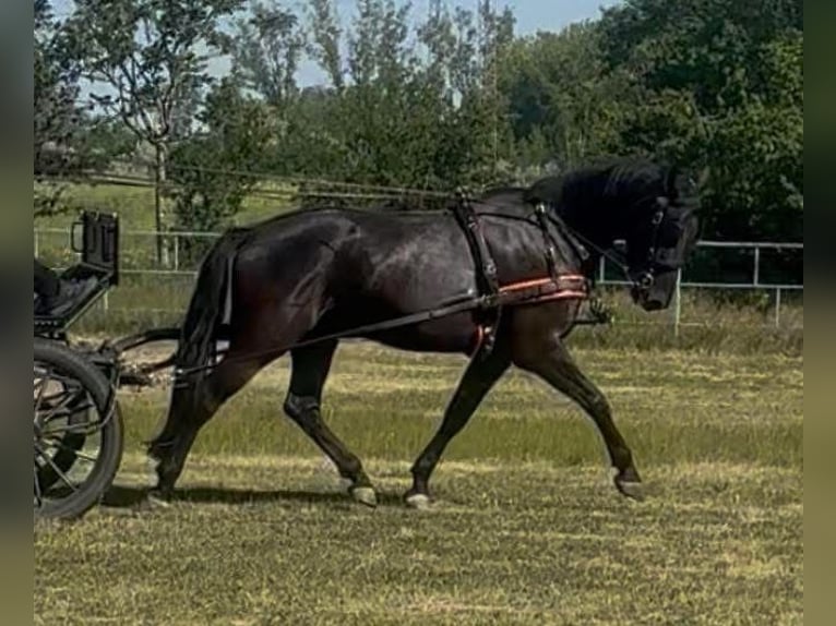 Ungarisches Sportpferd Wallach 6 Jahre 165 cm Rappe in Tass