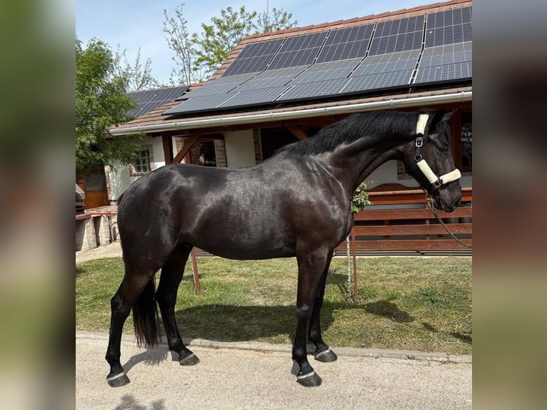 Ungarisches Sportpferd Wallach 6 Jahre 165 cm Rappe in Tass