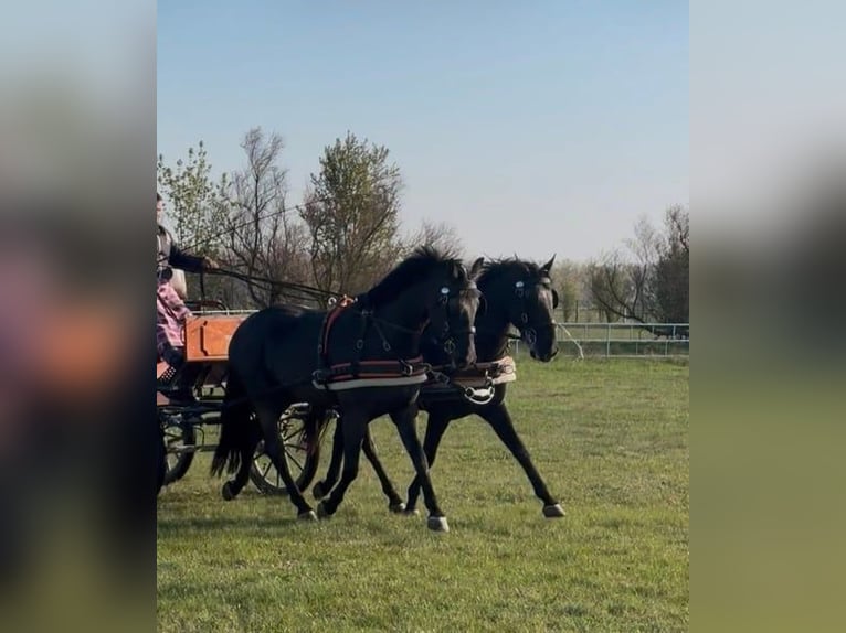 Ungarisches Sportpferd Wallach 6 Jahre 165 cm Rappe in Tass