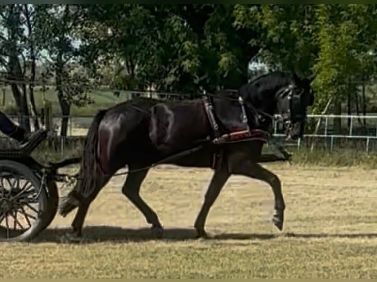 Ungarisches Sportpferd Wallach 6 Jahre 165 cm Rappe in Tass