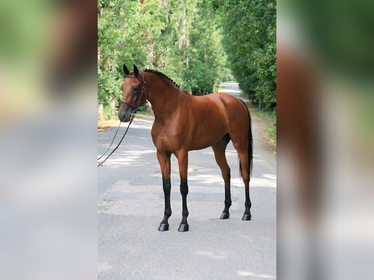 Ungarisches Sportpferd Wallach 6 Jahre 165 cm Rotbrauner in határ utca 25