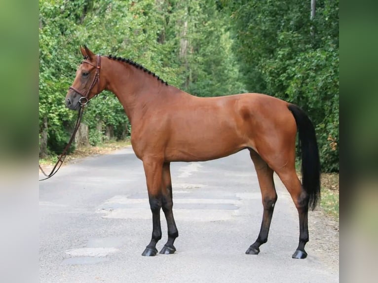 Ungarisches Sportpferd Wallach 6 Jahre 165 cm Rotbrauner in határ utca 25