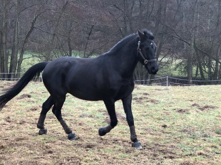 Ungarisches Sportpferd Wallach 6 Jahre 166 cm Rappe in Wetzlar