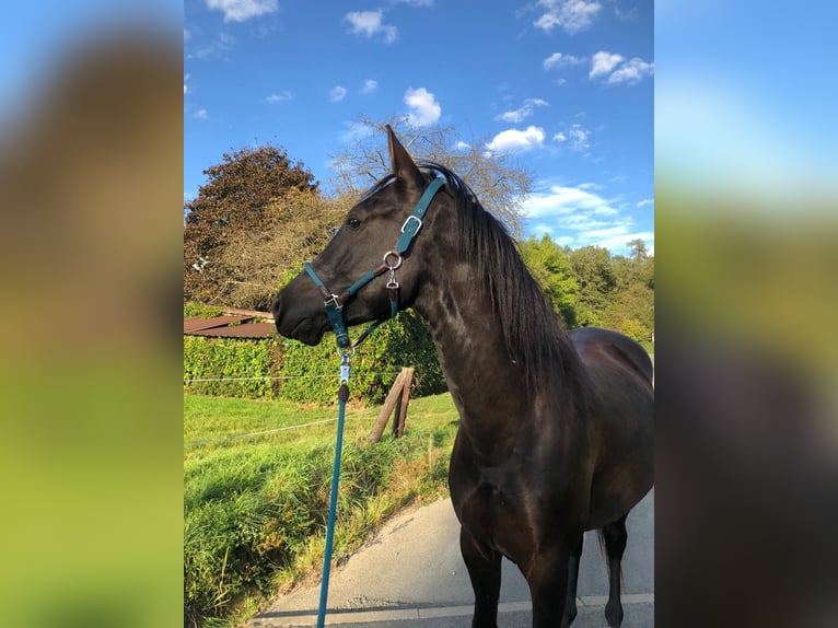 Ungarisches Sportpferd Wallach 6 Jahre 166 cm Rappe in Wetzlar