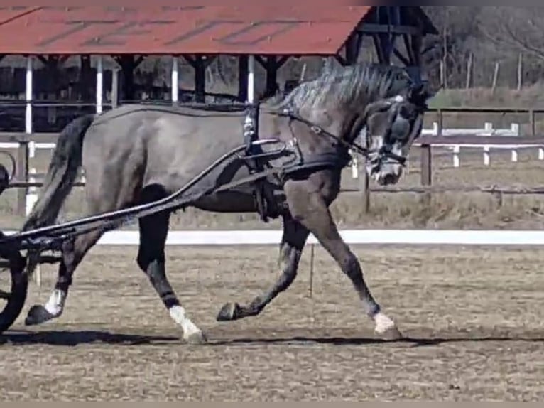 Ungarisches Sportpferd Wallach 6 Jahre 167 Cm Schimmel In Tass