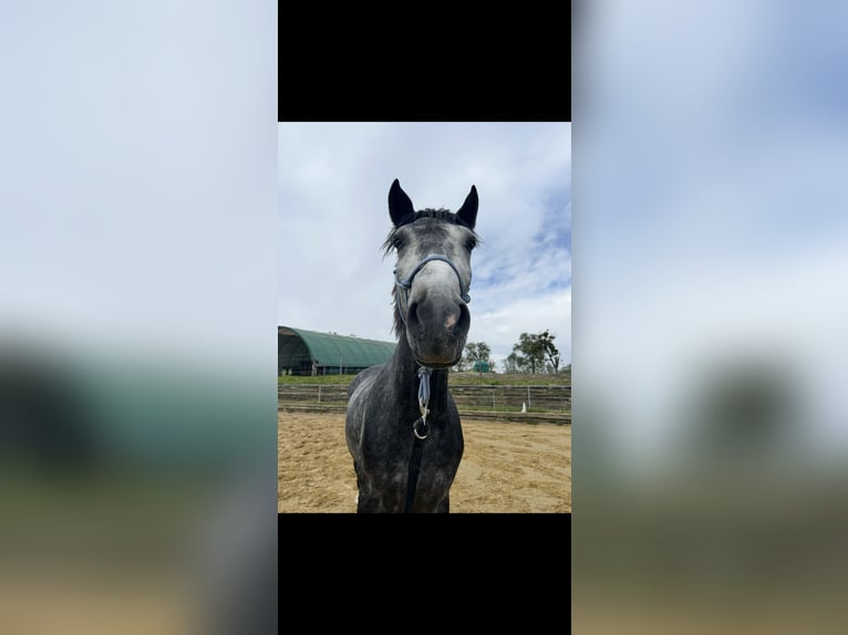 Ungarisches Sportpferd Wallach 6 Jahre 167 cm Schimmel in St. Valentin