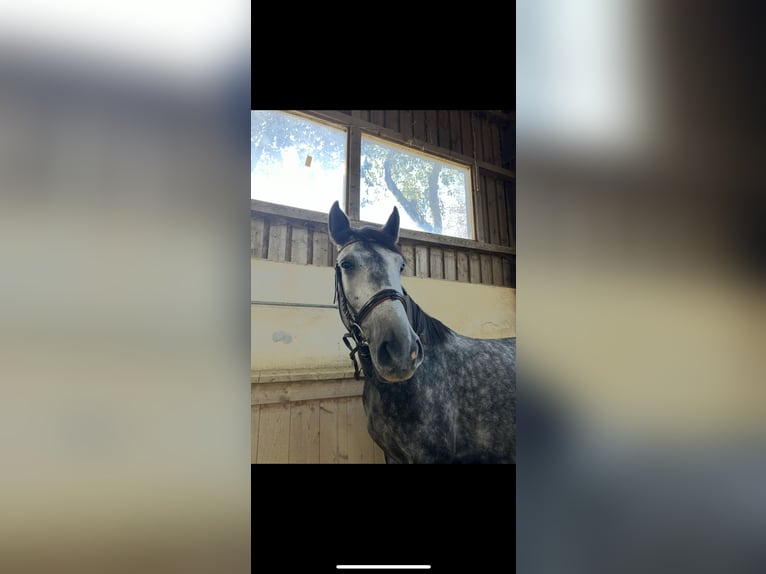 Ungarisches Sportpferd Wallach 6 Jahre 167 cm Schimmel in St. Valentin