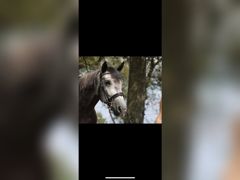 Ungarisches Sportpferd Wallach 6 Jahre 167 cm Schimmel in St. Valentin