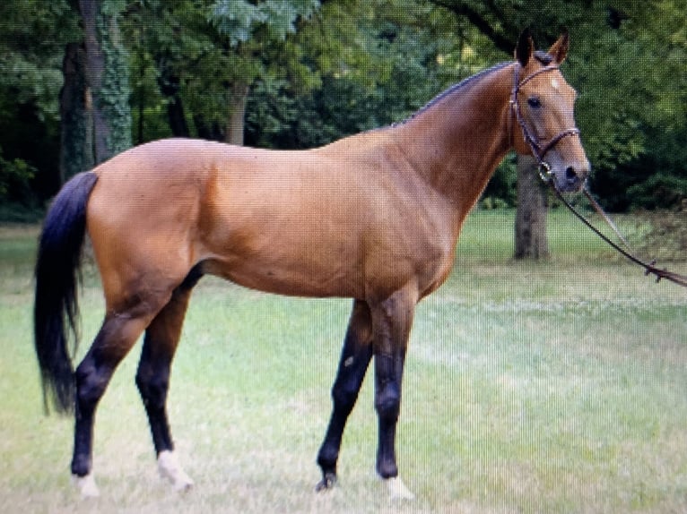 Ungarisches Sportpferd Wallach 6 Jahre 170 cm Brauner in Gänserndorf