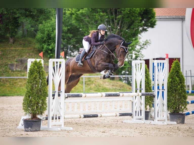 Ungarisches Sportpferd Wallach 6 Jahre 170 cm Schwarzbrauner in Prez-vers-Noréaz